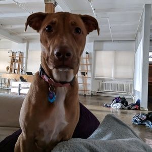 Meet your Posher, David